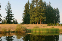 Tall Firs, Monroe, Washington